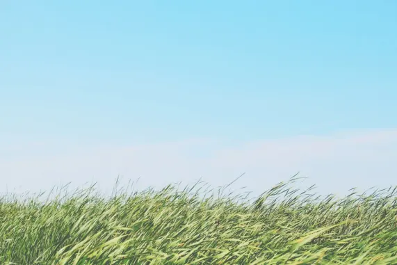 Casino Ted Bingo Support